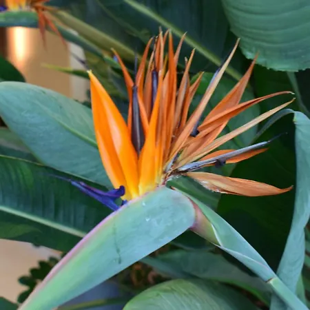 Mw - - Anchoria מחלינקי